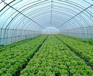 蔬菜大棚保溫、保濕